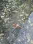 lone crab claw.jpg